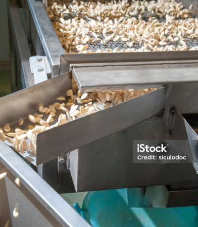 Shelled almonds in the carriage for the peeling process in a modern factory